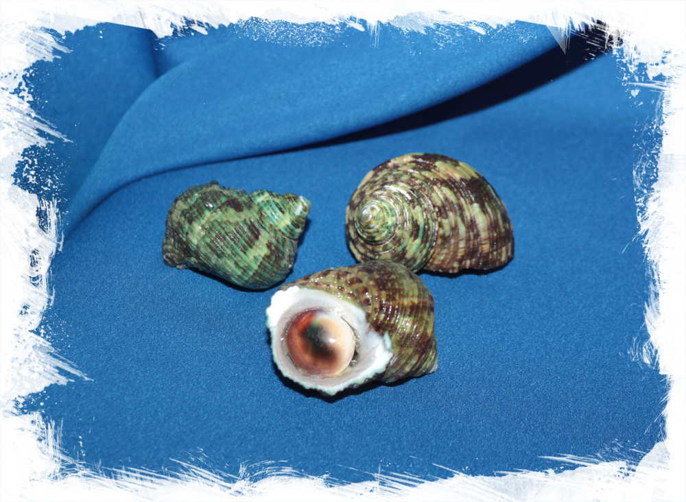 Морская ракушка с оперкулумом Туобо спарвериус, Turbo sparverius