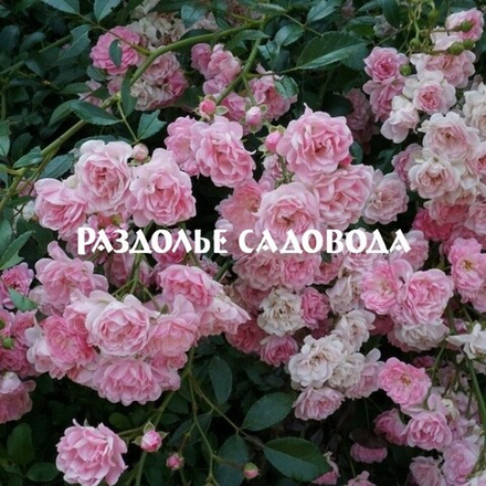 Роза почвопокровная Зе Фейри (горшок 5л)