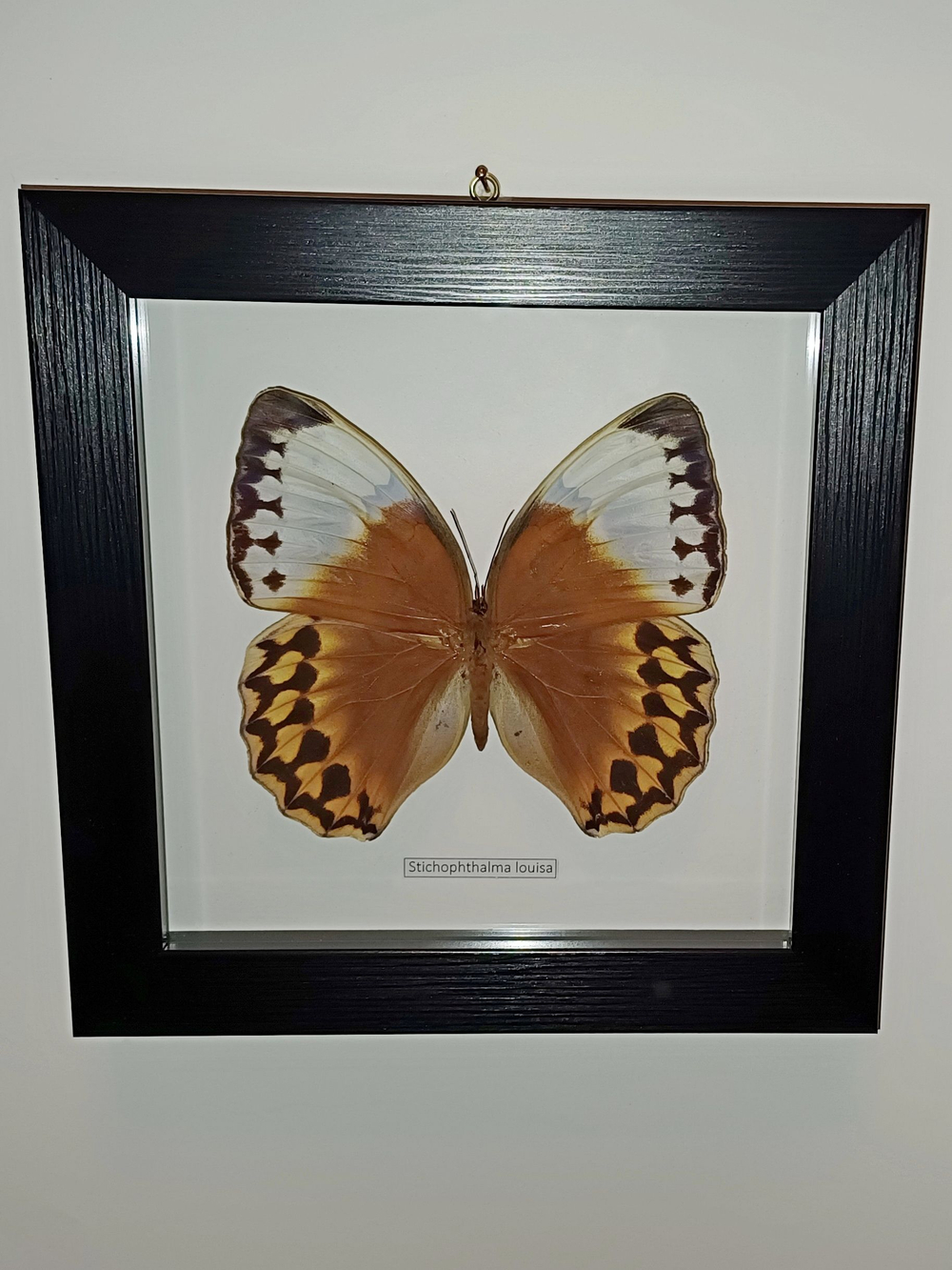Бабочка Stichophtalma louisa в рамке