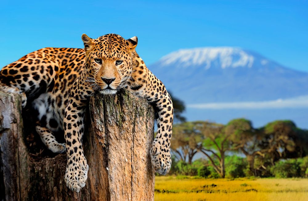Фотообои леопард на фоне килиманджаро 09-018