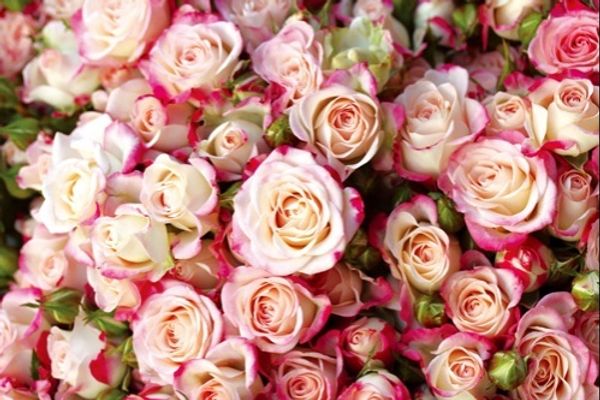 L'Occitane en Provence Roses et Reines Jardin Secret