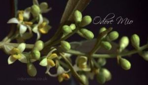 Odore Mio Olive Blossom