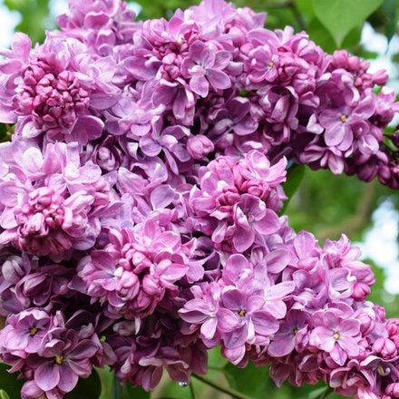 Сирень vulgaris Marshal Konev