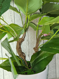 Бугенвиллия 60см в кашпо