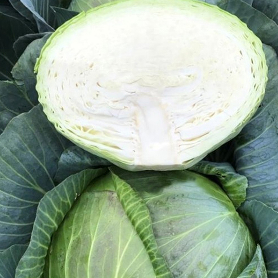 Профессор F1 семена капусты белокочанной (Syngenta / ALEXAGRO) культура – фото 3