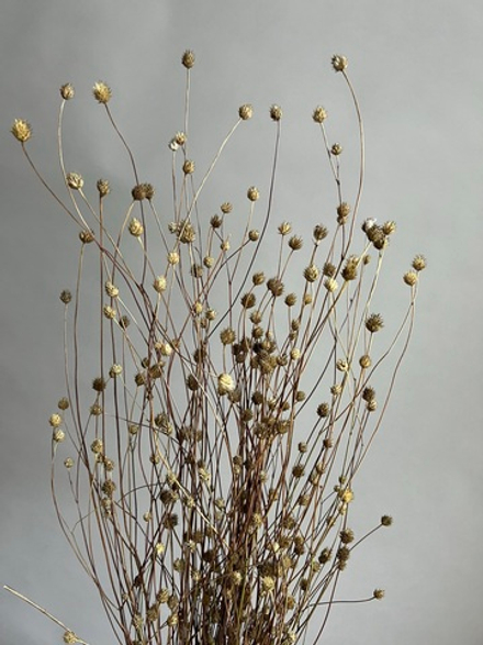 Сухоцвет ветки