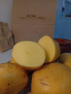 Картофель жёлтый Лисана