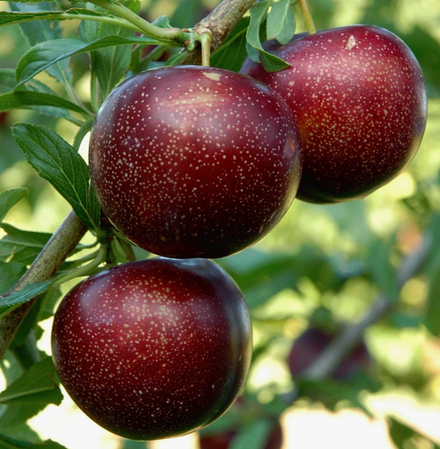 Шарафуга синяя ЗКС контейнер 7,5л, 3х летний саженец май 26