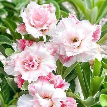 Адениум CHAT MONGKOL