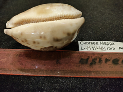 Ципрея Маппа