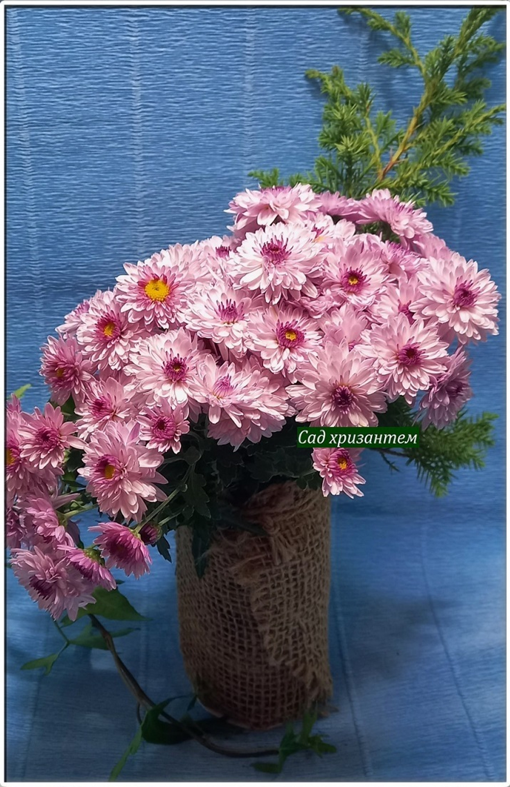 мультифлора Sanbeam pink bicolor