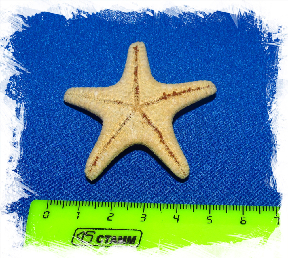 Protoreaster nodosus 2,5-5см