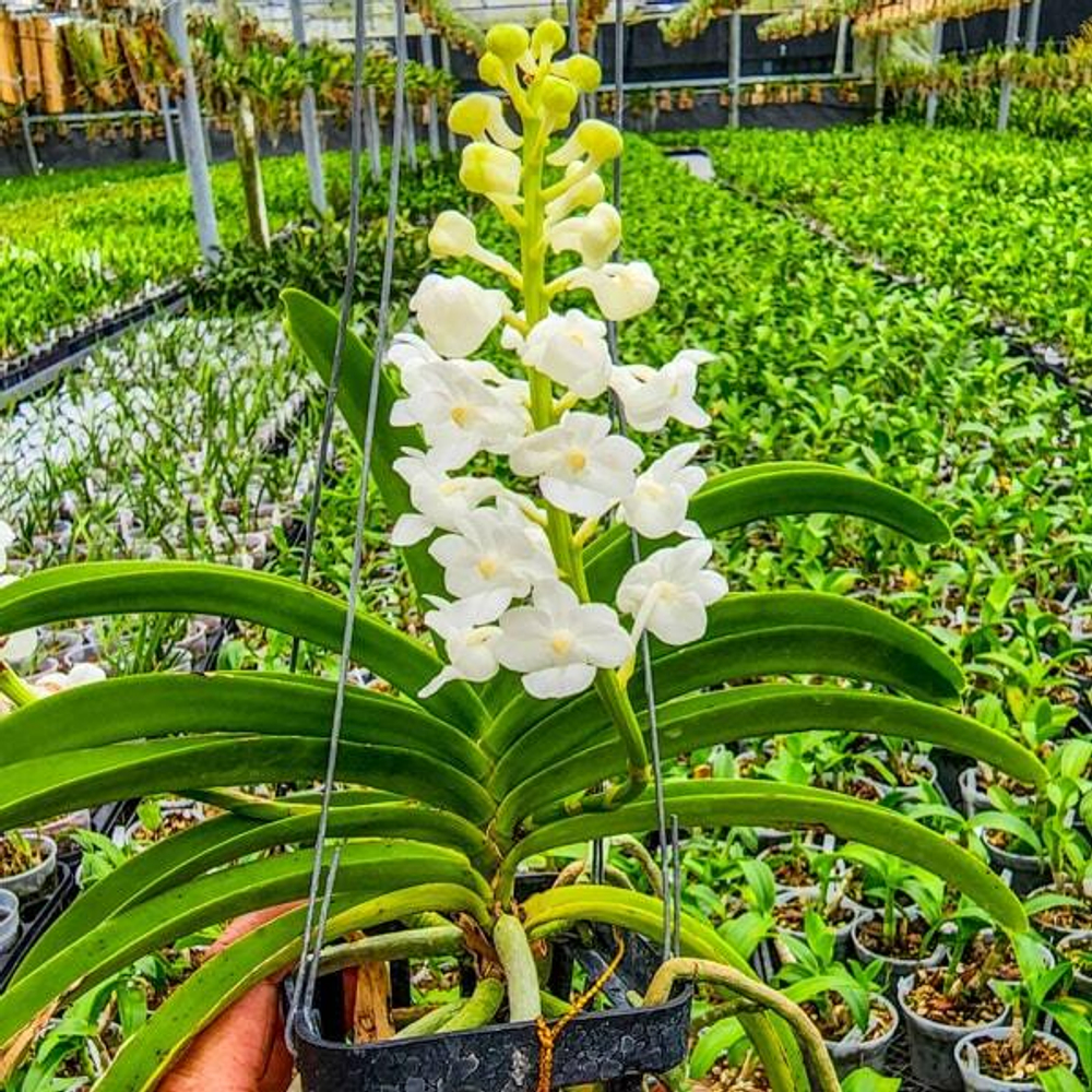 Орхидея ринхостилис RHY COELESTIS ALBA
