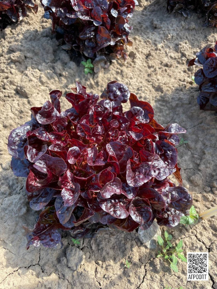 САТУДАЙ семена салата (Rijk Zwaan | Alexagro) – фото 6