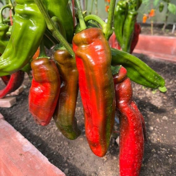 ПАЛЕРМО F1 семена перца сладкого Rijk Zwaan отзывы