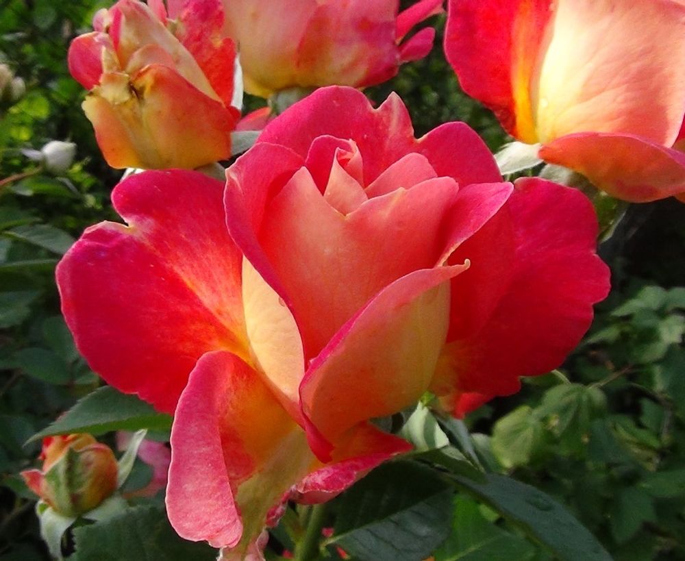 Роза парковая Арлекин