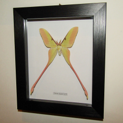 Бабочка Actias dubernardi в рамке