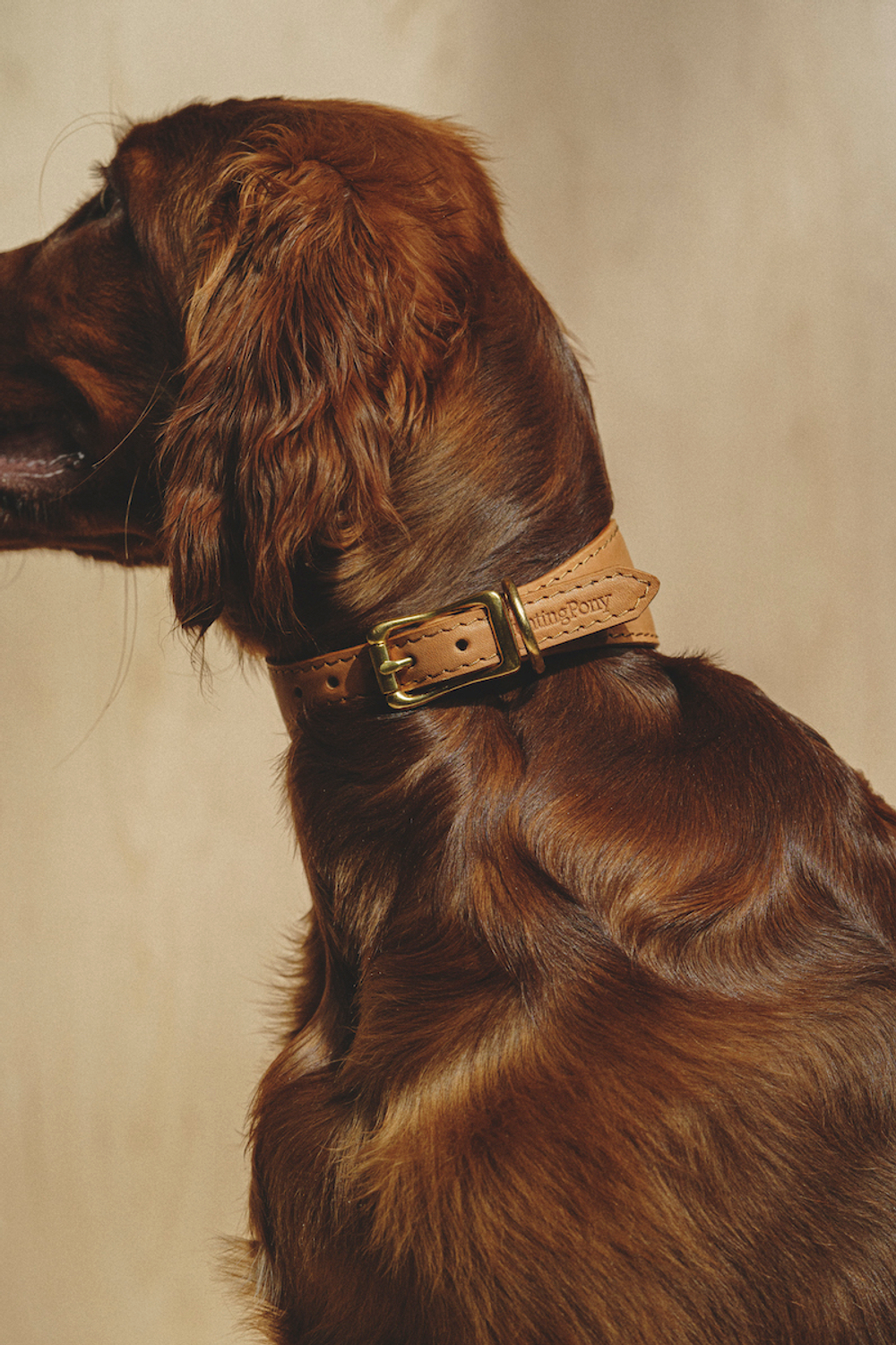 Ошейник "Пони-Селедка" Рыжий