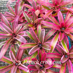 Неорегелия FRENCH CRU X CON