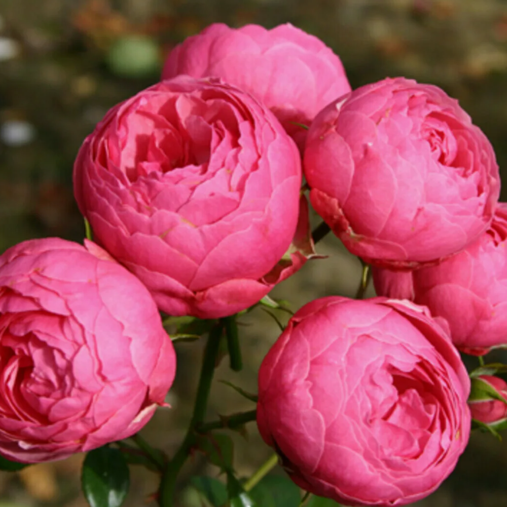 Роза флорибунда Помпонелла ОКС конец апреля -май 2026