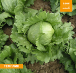 Темплин семена салата айсберг (Nunhems / ALEXAGRO) культура