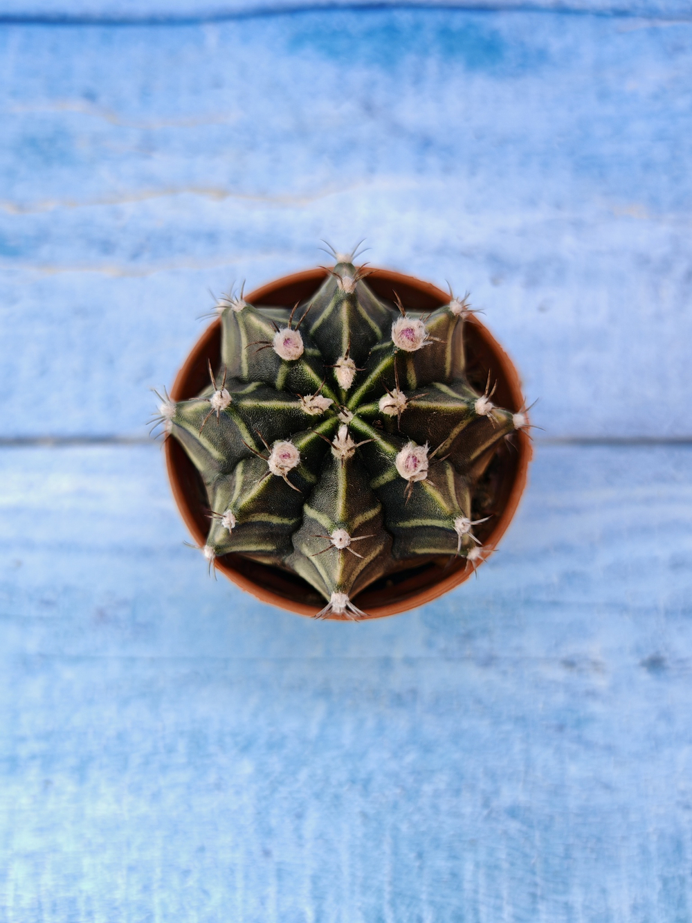 Gymnocalycium Friedrichii (Гимнокалициум)