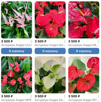 Предзаказ Антуриумы Андрэ Таиланд, поставка S09 июнь 2026