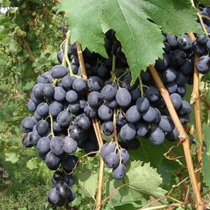 Мускат Гамбургский (Muscat Hamburg) - чёрный сорт винограда