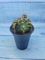 Gymnocalycium Mihanovichii (Гимнокалициум)