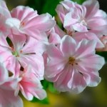 Пеларгония зональная Saga