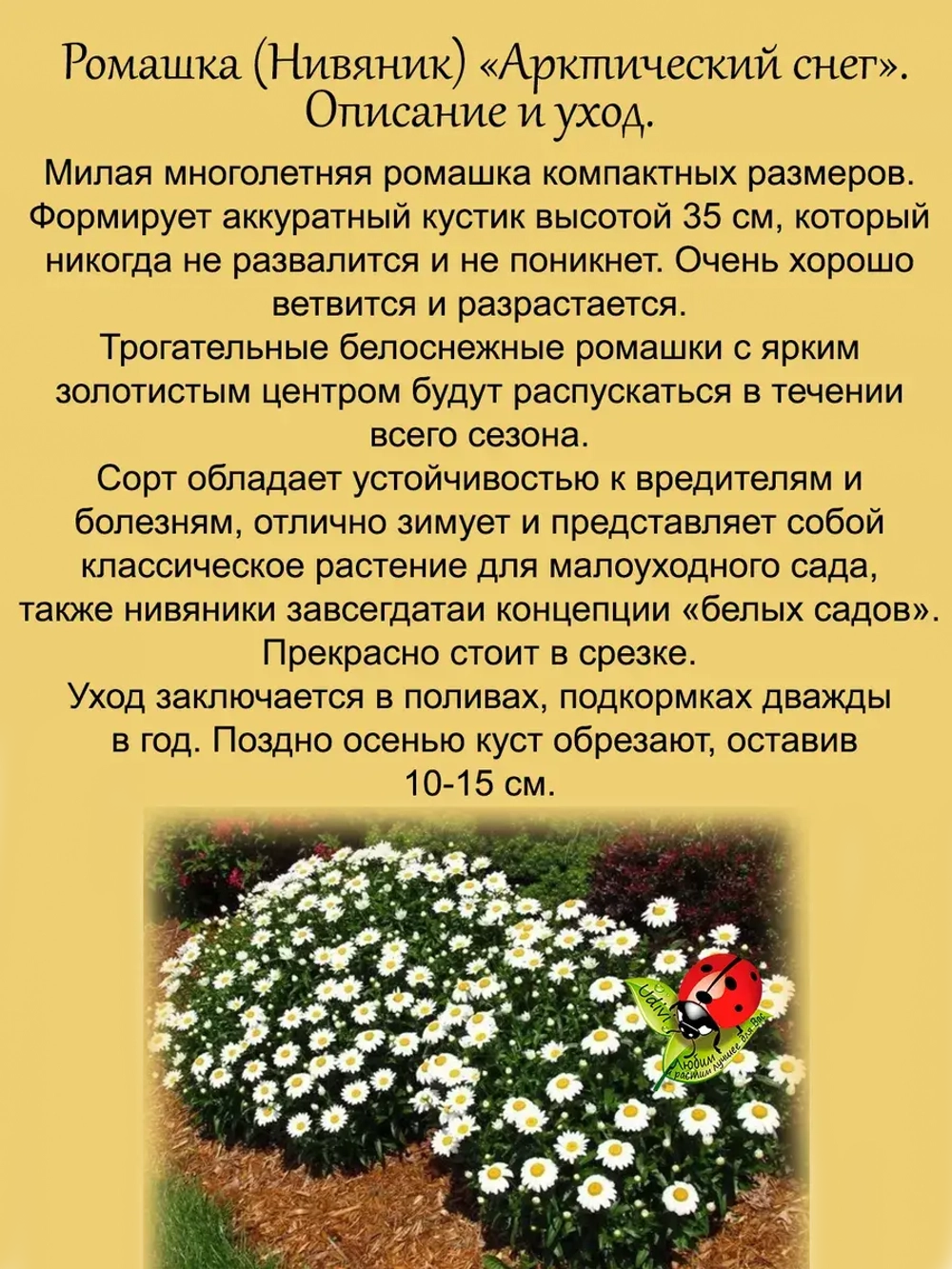 Ромашка Арктический снег нивяник