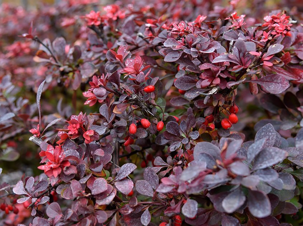 Барбарис оттавский «Superba»