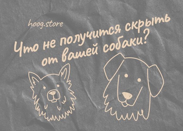 Что вы никогда не сможете скрыть от своей собаки? 🤔