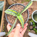 Сансевиерия FISCHERII VAR