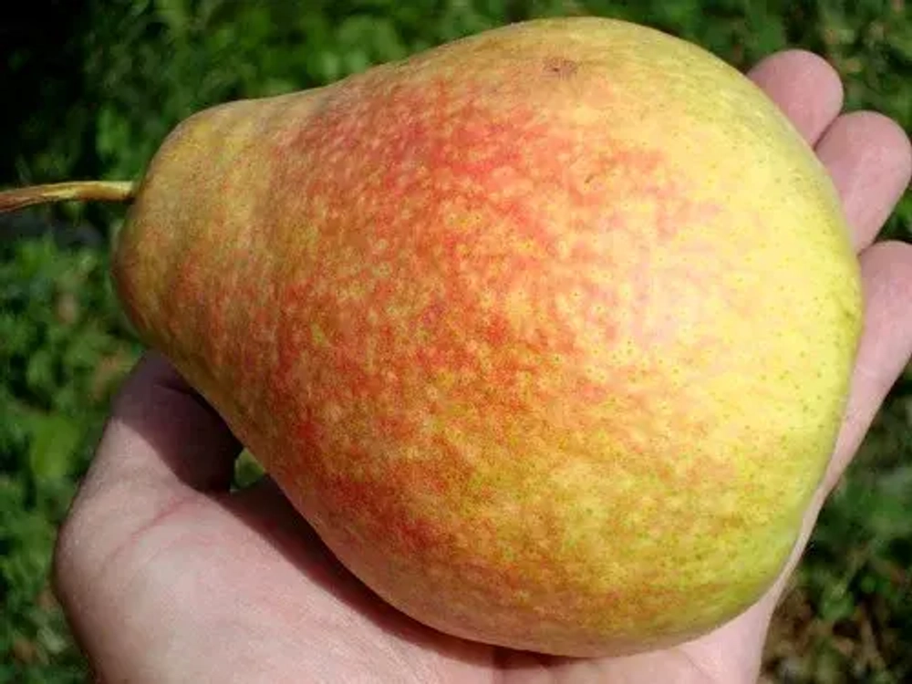 Груша Мраморная С5 Закупка М69 июнь 2026