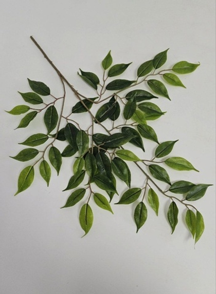 Фикус Моник / Арт 1027