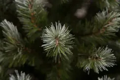 Ель Женева заснеженная 155 см., леска, Triumph Tree (73996)