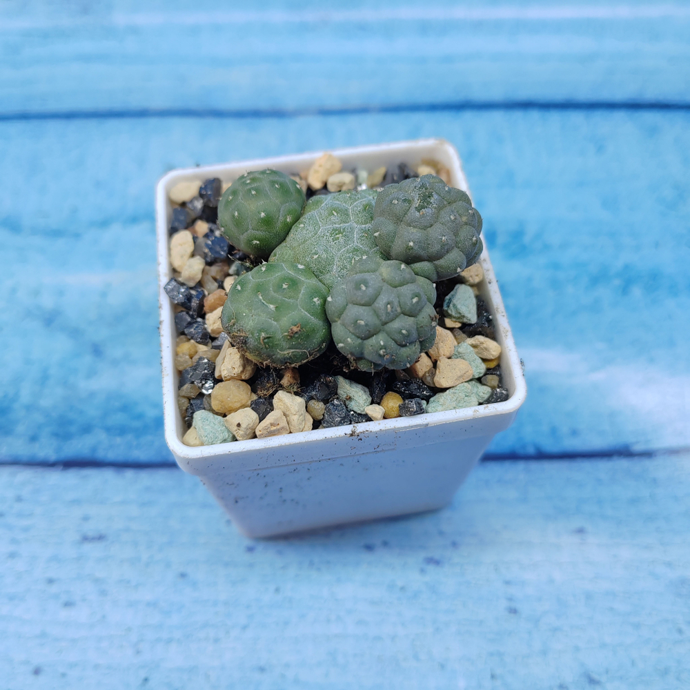 Puna Bonnieae (Пуна)