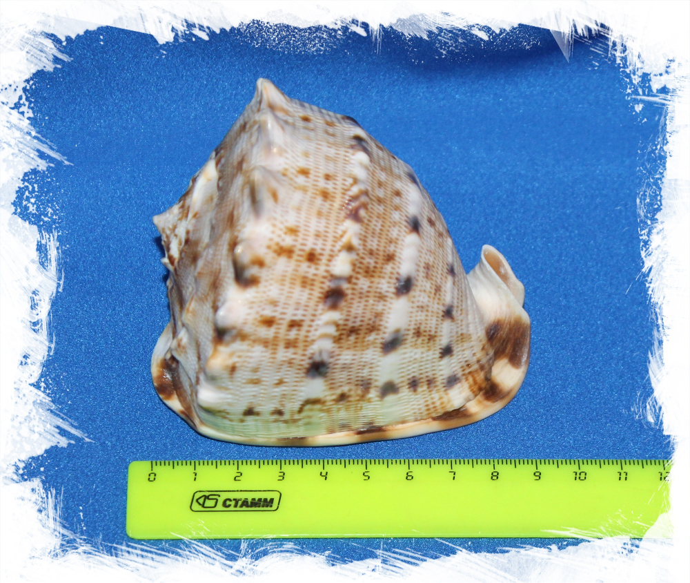 Кассис Корнута 9 - 11 см