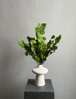 Эвкалипт Популус стабилизированный салатовый