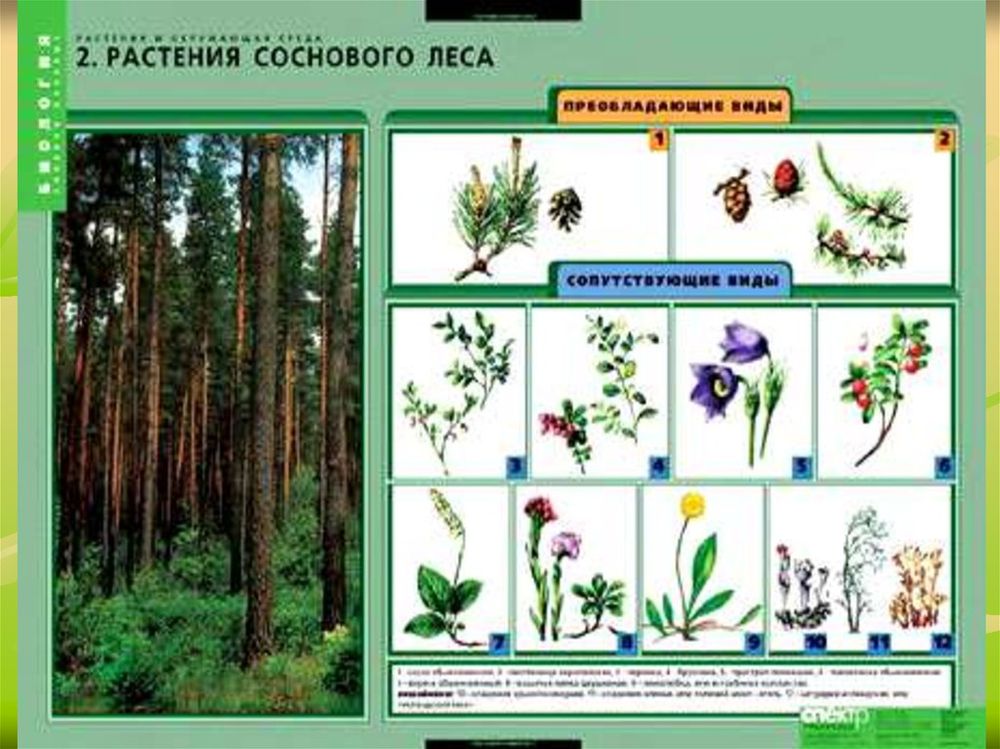 Гербарий Растительные сообщества — купить по ФГОС | Учебный стандарт