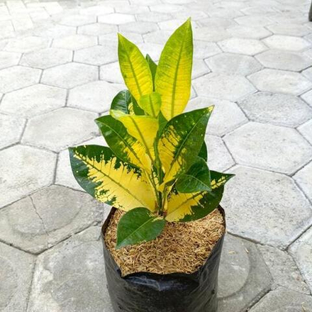 Кротон TISU SIMPLE