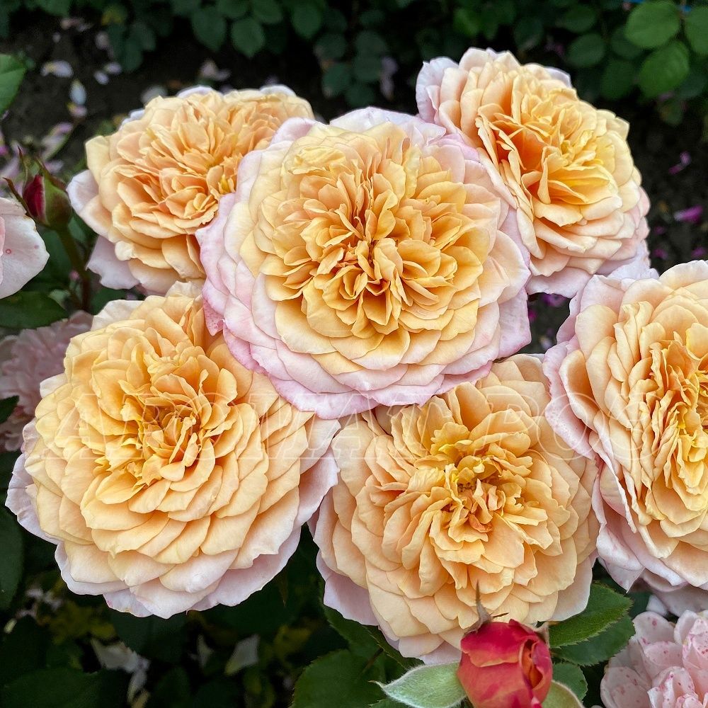 Мияби Ча (Miyabi Cha)