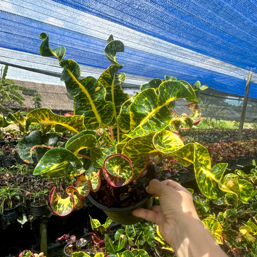 Кротон CHANAT CHAI (V144)