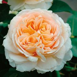 Дени Хан (Dany Hahn)