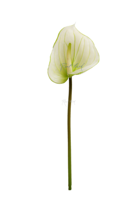 Антуриум большой - Зеленый