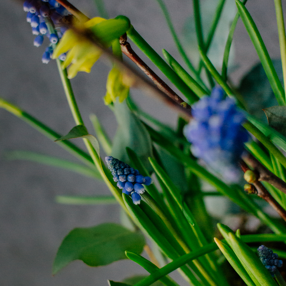 131. Весенняя романтичная композиция с луковичными мускари и нарциссами