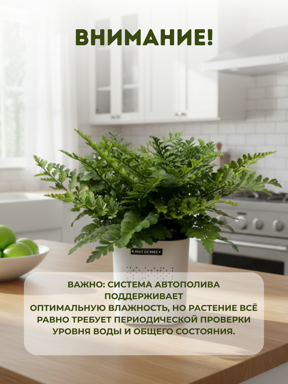 Папоротник Jim Fern горшок с автоп