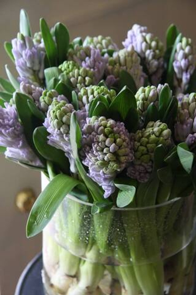 Гиацинт Синий