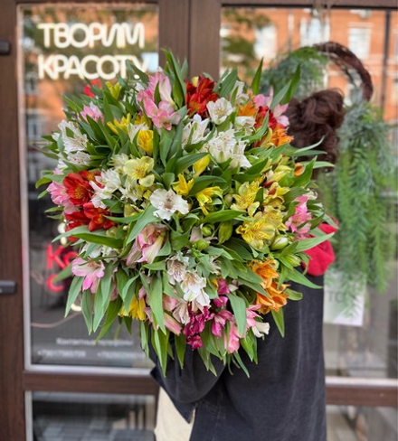 Альстромерия Голландия